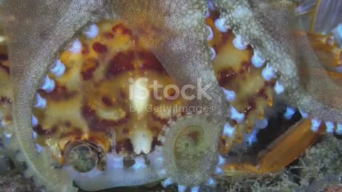 Octopus vs Crab – Who Wins in the Aquarium Battle? 🦑🦀