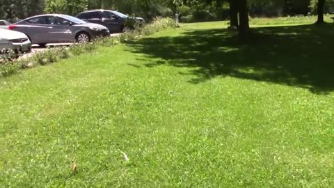Lemoine Park Speed Run Part 1 Summer 2020