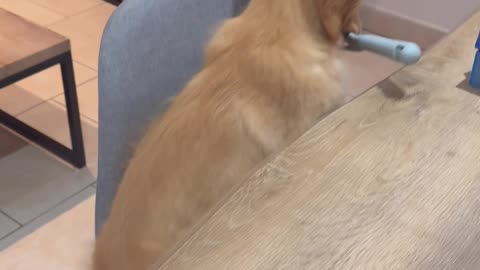 Puppy's Newest Trick Leads To Fluffy Crime Spree