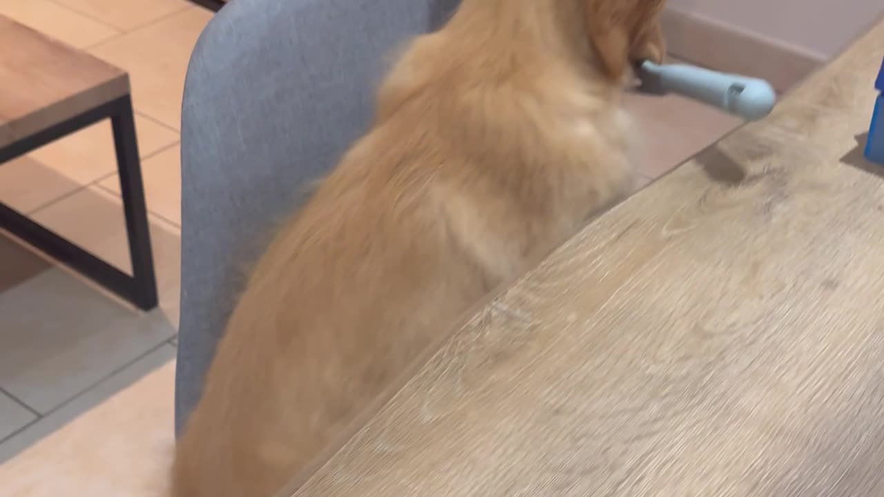 Puppy's Newest Trick Leads To Fluffy Crime Spree