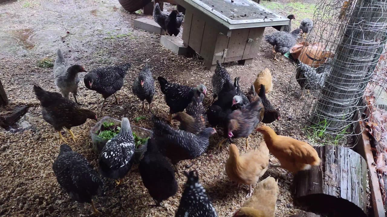Lousy, wet, cold rainy day. Chicks want their heated, dry brooder back.