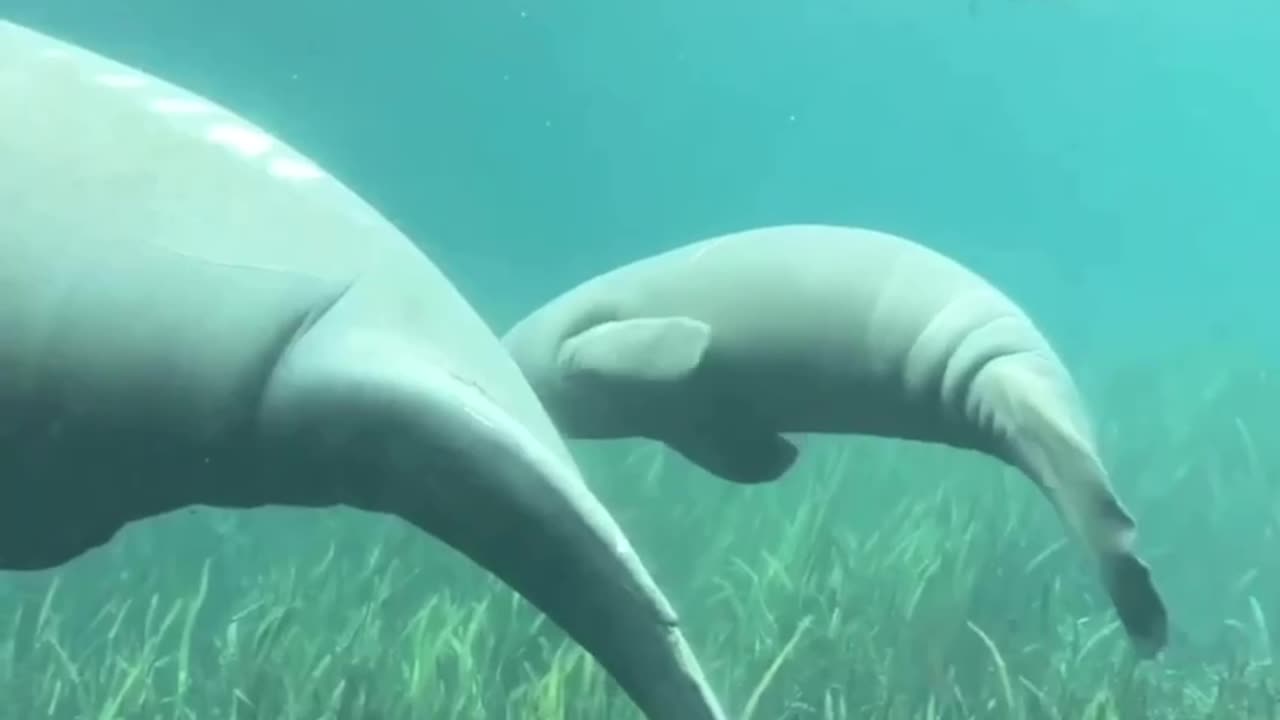 Manatee mom and baby