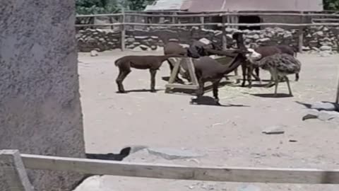 alpaca