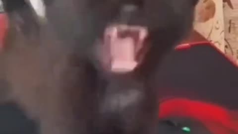 got to love cats