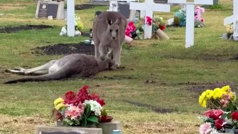 Kangaroo trying to save his mate