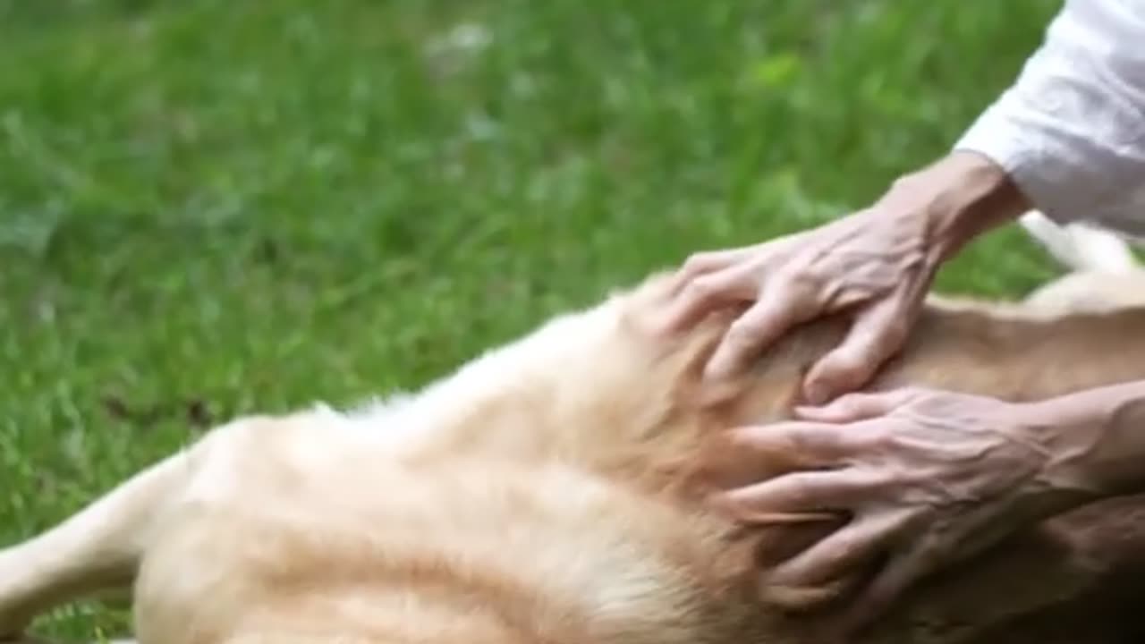 🐾 The Best Dog Breeds – but which ones?