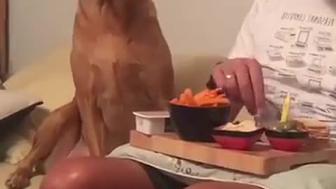 🤣🐶 Why Do Doggos Act Like That? The Funniest Dog Moments! | FunFM