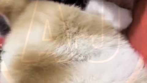 Funny video