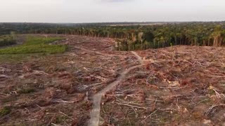 A deal that protected the Amazon from soy farming shows cracks
