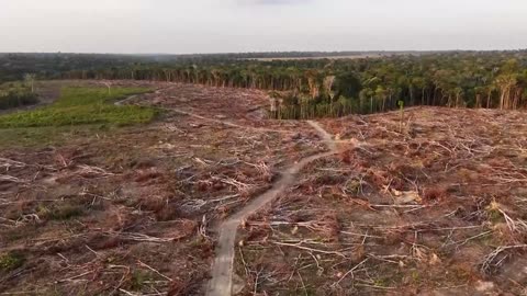 A deal that protected the Amazon from soy farming shows cracks