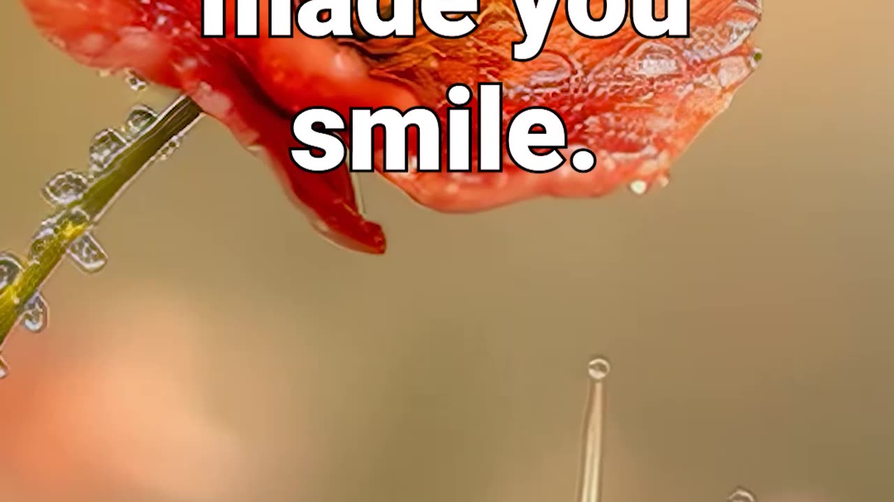 Like if this little snail made you smile :) #snail #sleepingmusic #calmambience #naturesounds