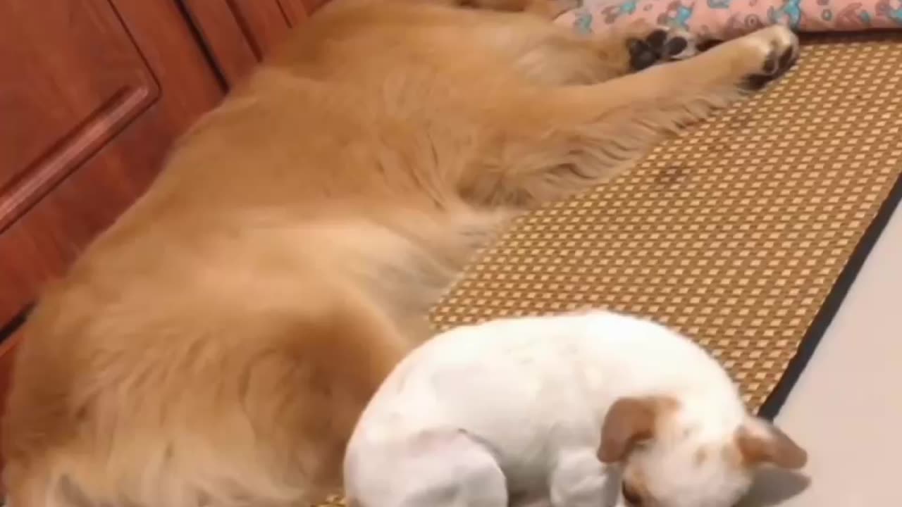 animals Funnies dog