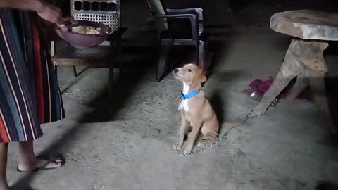 Funny Dogs 2025 🐶😂 | Cute & Hilarious Dog Compilation