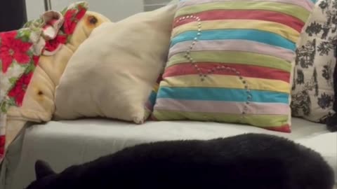 Cute Precious Piper is a Long French Baguette - My Adopted Shelter Cat Vlog #shorts