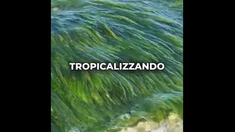 Sushi, sashimi e… tossine.