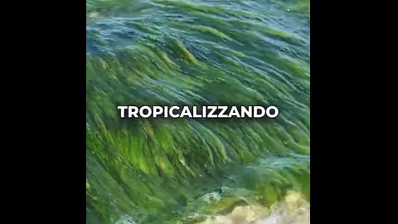 Sushi, sashimi e… tossine.