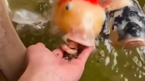 Funny animals