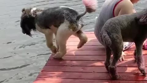 Funny animals daily #ai #funny #aidog #cute #pets #aidogs #animals #halloween