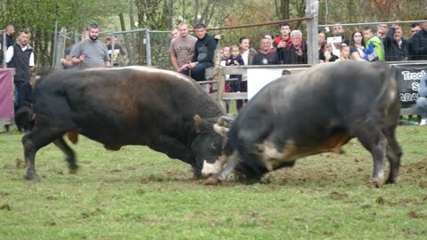 Brizan od Bagušića vs Brizan od Kumova Bronzani Majdan 2025