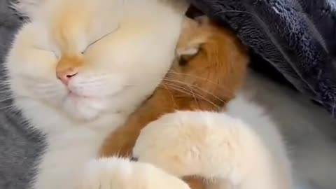 Cute cat video- true love ❤️