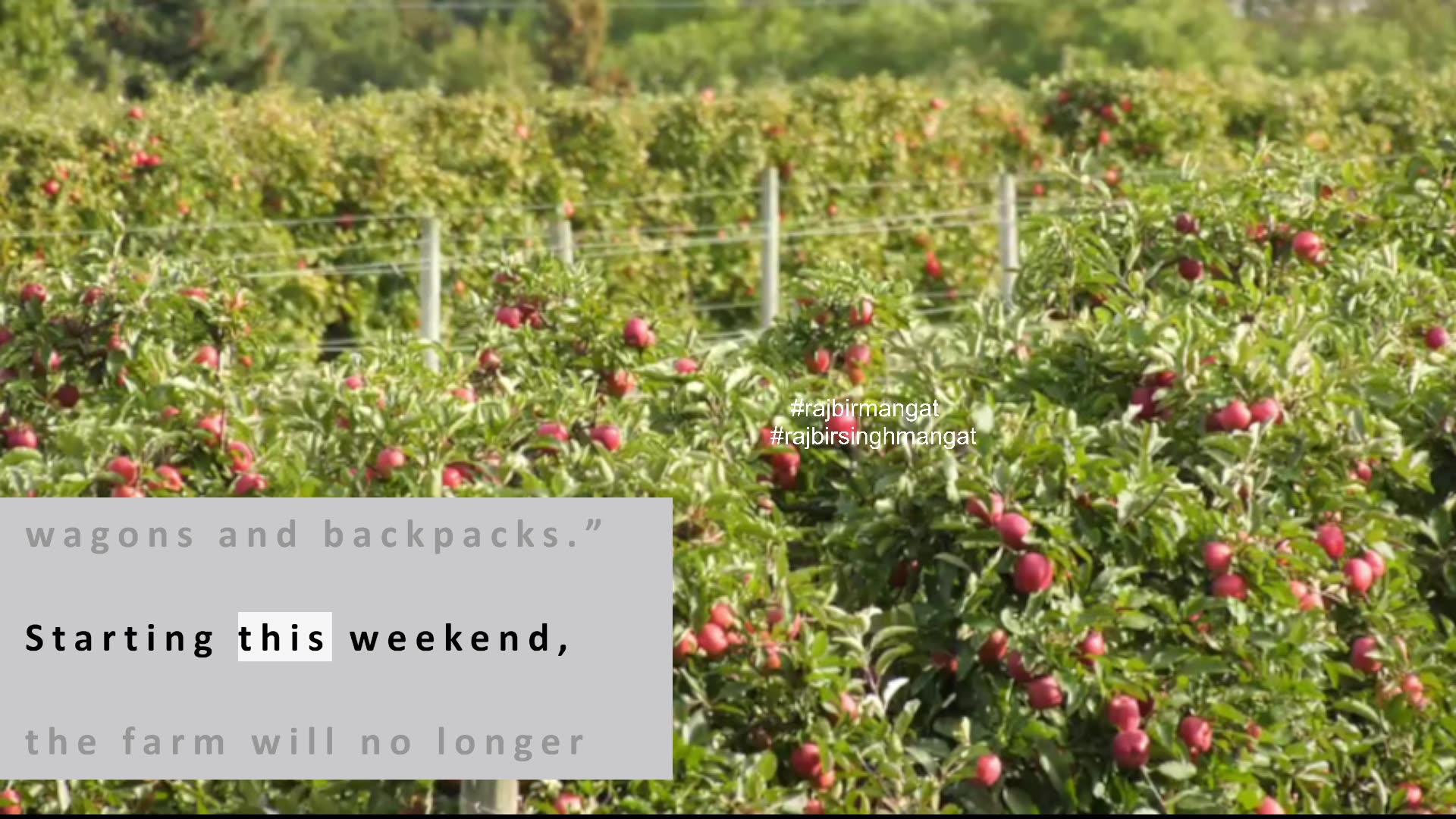 Ont. farm changing policy after approximately 500 lbs. of apples stolen from orchard