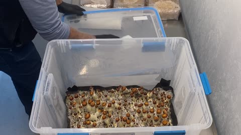 Grow Tote Harvest — First Flush Results & Lessons Learned | Satya Therapeutics