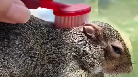 A helpless squirrel is saved_ freed from the agony of larvae infestation