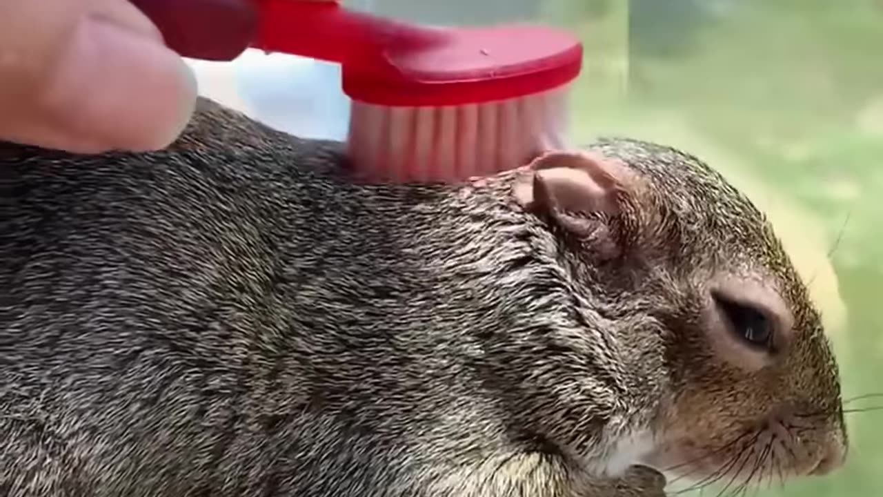 A helpless squirrel is saved_ freed from the agony of larvae infestation