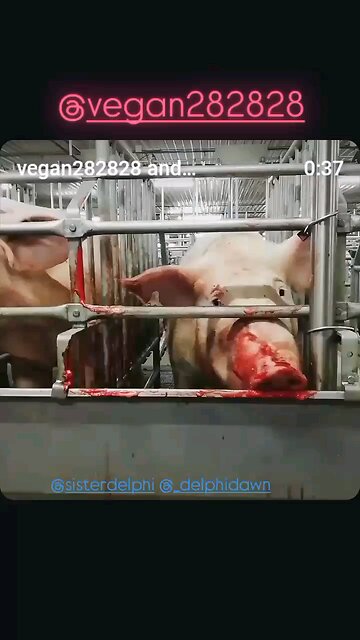 Do You Fund Concentration Camps for Innocent Sentient Beings??💔🥺🐷