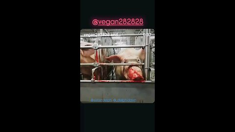Do You Fund Concentration Camps for Innocent Sentient Beings??💔🥺🐷