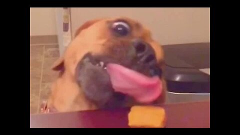 Random animal fails, that will make you laughing till crying! - Pets, birds and much more - Enjoy