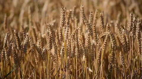 wheat 🌾 Farming