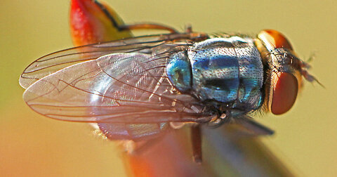 US Planning to Drop Millions of Flies!!!!