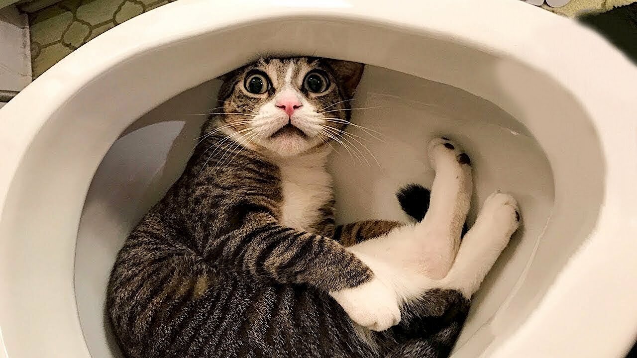Animals in Shock from Themselves 🤯