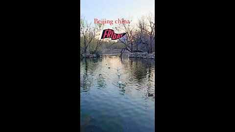 A group of ducks glides effortlessly across the water, their bodies bobbing gently with the ripples.