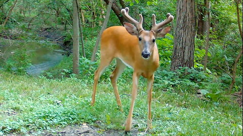 Buck Stops to Investigate a Trail Camera