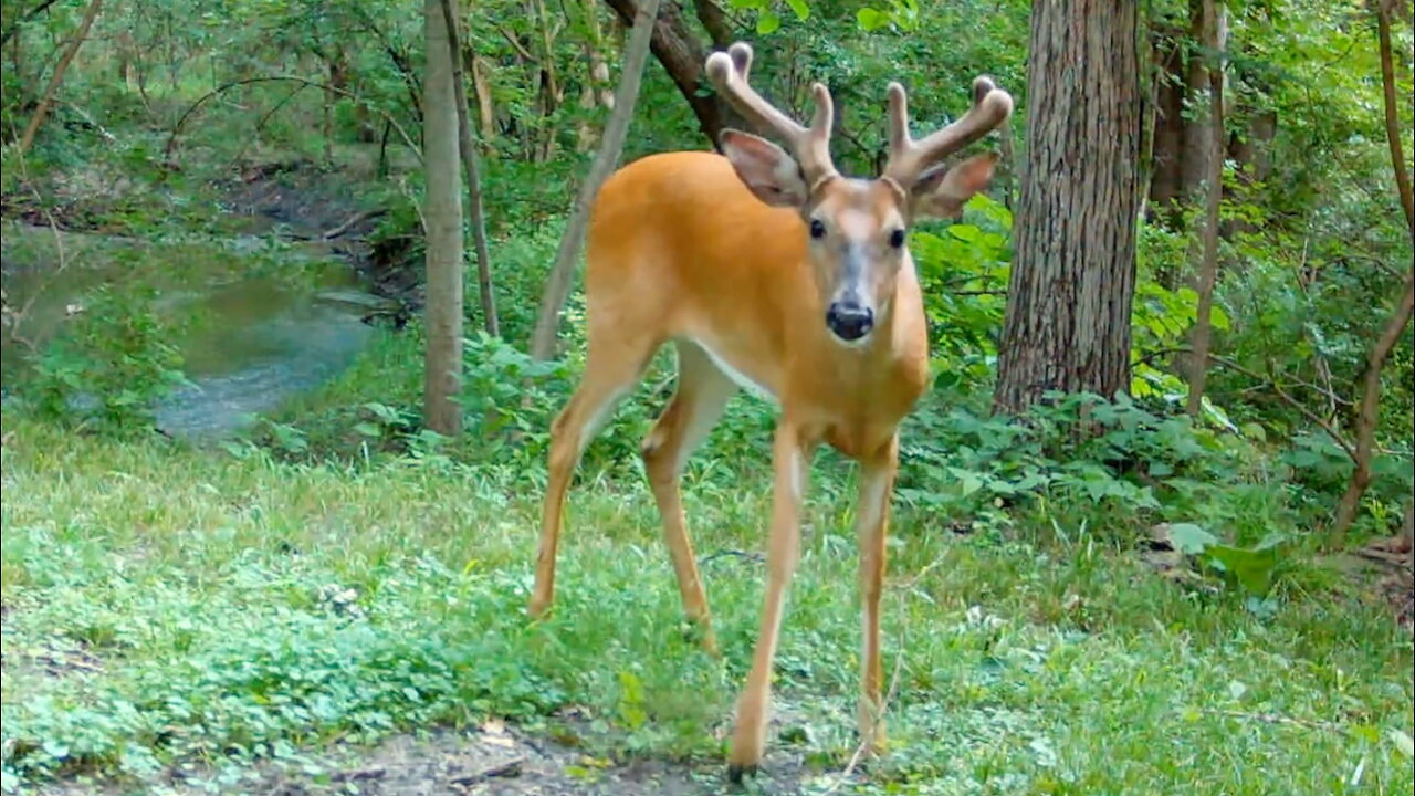 Buck Stops to Investigate a Trail Camera
