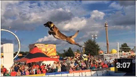 "Extraordinary Athletic Abilities of the Belgian Malinois"