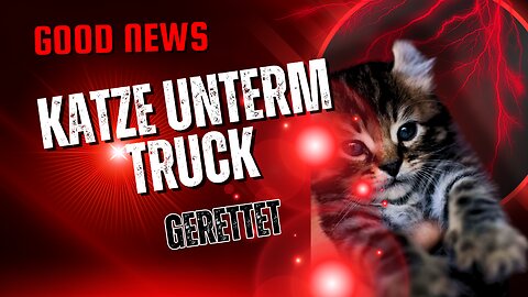 Katze unterm Truck #tiere #news #hund #animals #katze