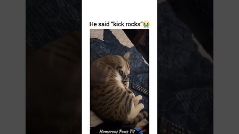 Pets Who Took Being Silly to the Next Level!