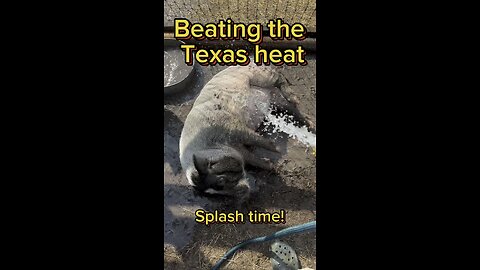 How do you beat the Texas heat? This is how Porky and Peppa do it!