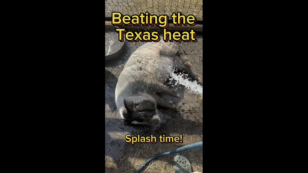 How do you beat the Texas heat? This is how Porky and Peppa do it!