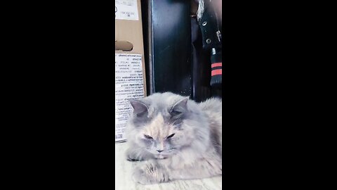 cute cat