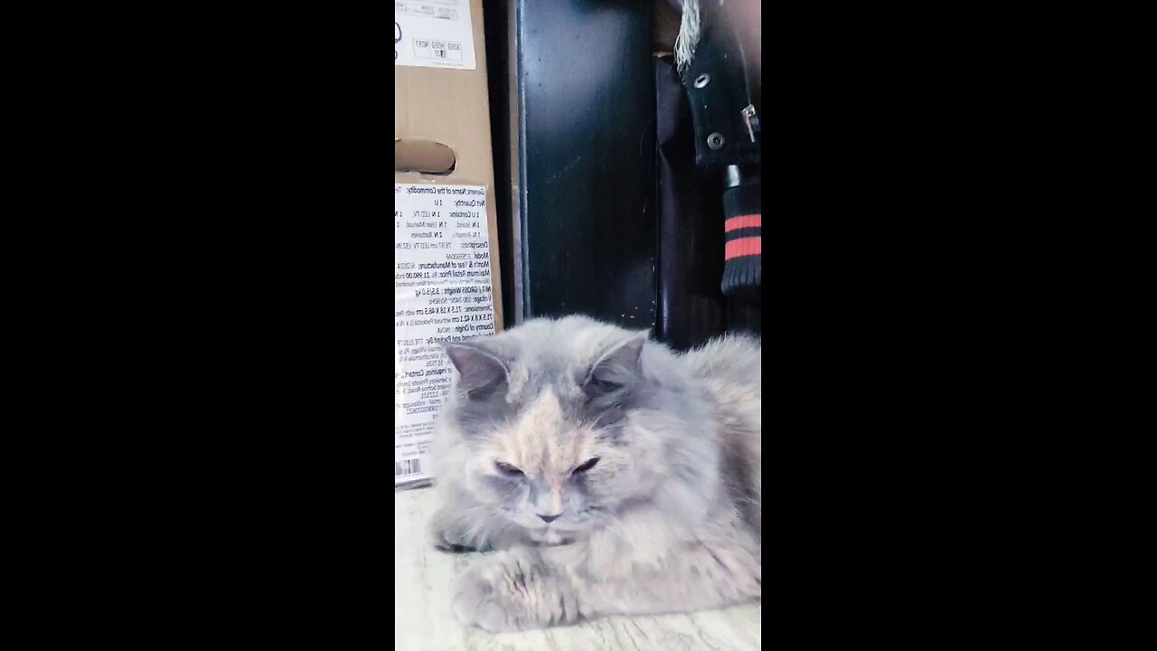 cute cat