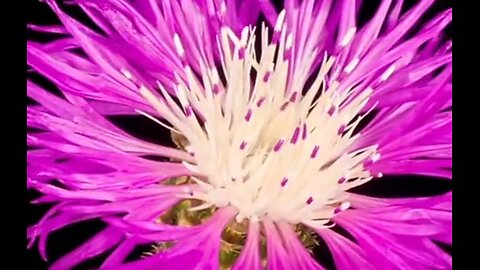 UNDERSTANDING GOD'S WORD - DAILY DEVOTIONAL ❤️
