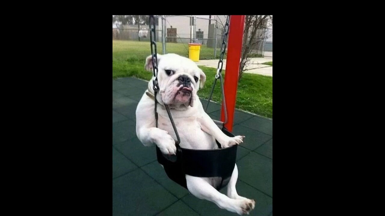 little dog