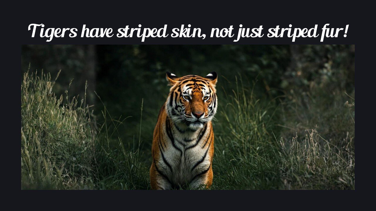 Fun Fact for Apr 30th 2025 Pt 1