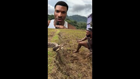 This man catches a snake with his bare hand. Thoughts?