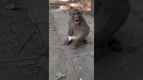 Exclusive emoji monkey