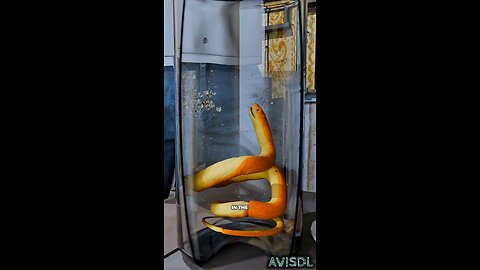 The Most Dangerous Snake Wine Making in the World? 🐍⚠️